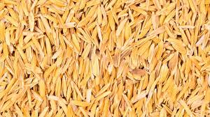 Rice Husk Manufacturer Supplier Wholesale Exporter Importer Buyer Trader Retailer in Tuticorin Tamil Nadu India